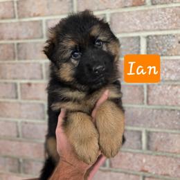 Ian - Black and red male German Shepherd puppy in Winterville, North Carolina from Southern Creek (Vom Südbach) German Shepherds
