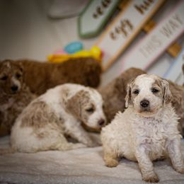 Poodle Puppies from Wild Orchid Poodles