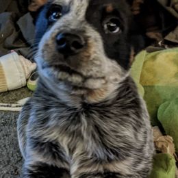 Australian Cattle Dogs from Marsa Vincent's Australian Cattle Dogs