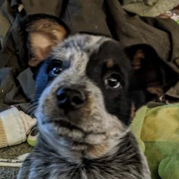Australian Cattle Dogs from Marsa Vincent's Australian Cattle Dogs
