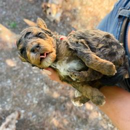 F1b Lenny  (choc carrier) - Merle male Cavapoo puppy in Wamego, Kansas from Doodles of Oz