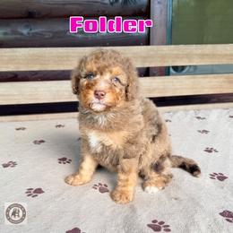 Folder - Chocolate merle female Bernedoodle puppy in Banner Elk, North Carolina from Walnut Tree Bernedoodles