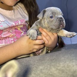 Chloe - Blue female French Bulldog puppy in Bolingbrook, Illinois from Flores Frenchies
