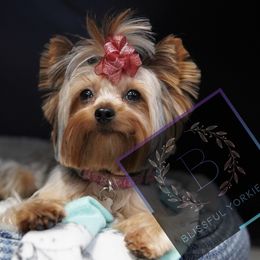 Addi - Yorkshire Terrier
