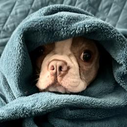 Duchess - Boston Terrier