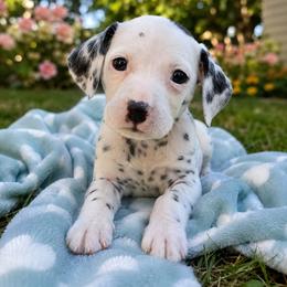 Cedarwood - White and black male Dalmatian puppy in Des Moines, Iowa from Spot Splattered Dalmatians