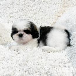 AKC Boston - Tricolor male Shih Tzu puppy in Greenville, South Carolina from Babyface Shih Tzu