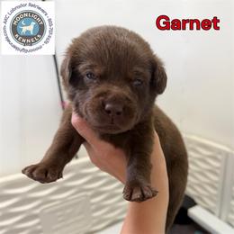 Garnet - Chocolate male Labrador Retriever puppy in Elloree, South Carolina from Moonlight Kennels LLC