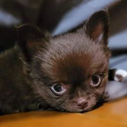Chihuahuas from Grand Puppies