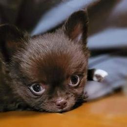 Chihuahuas from Grand Puppies