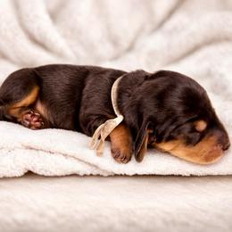 Pink - Chocolate and tan female Dachshund puppy in Crandall, Texas from The Weenie Hut LLC