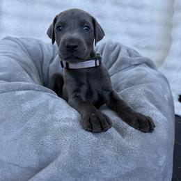 Doberman Pinscher Puppies from Haus of Hound