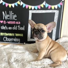 French Bulldog Puppies from White Hippo Frenchies
