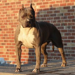 Posh - American Pit Bull Terrier