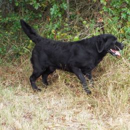Mac - Labrador Retriever