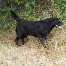 Mac - Labrador Retriever