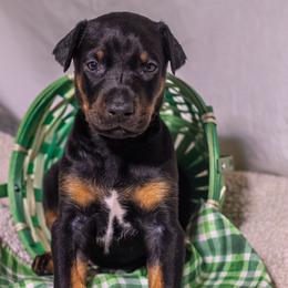Sky Blue - Black and rust female Doberman Pinscher puppy in Shelby, North Carolina from IronBee Dobermans