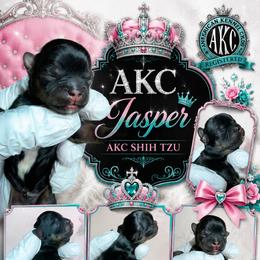 Jasper - Black gold and white male Shih Tzu puppy in Houston, Texas from Pretty Paws Shih Tzu's