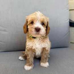Green collar boy - Caramel male Australian Labradoodle puppy in Orcutt, California from Sweet Home Labradoodles
