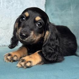 Knuckles AKC 3500 - Black and cream female Dachshund puppy in Krum, Texas from Tired Chef Dachshunds