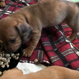 Dachshund Puppies from San’s Dachshunds