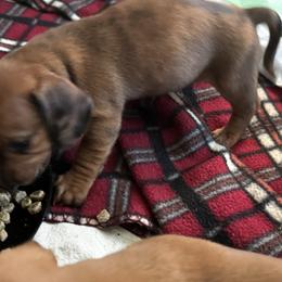 Dachshund Puppies from San’s Dachshunds