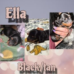 Ella - Black and tan female Dachshund puppy in Brazil, Indiana from King Duke Dachshunds
