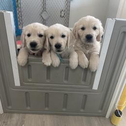 Golden Retriever Puppies from Warwick’s Central California Goldens