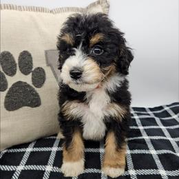 Marigold - Tri-color female Bernedoodle puppy in Granton, Wisconsin from Rose River Farms