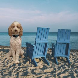 English Springer Spaniel, Poodle, and Springerdoodle All Grown Up from SpringerDoodles at the Beach