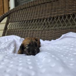 Jessie - Fawn female Bouvier des Flandres puppy in Buffalo, Missouri from Noble Bouviers