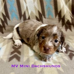Spirit - Dapple male Dachshund puppy in Carlsbad, Texas from MV Mini Dachshunds