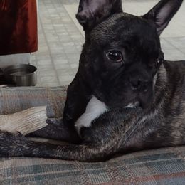 French Bulldogs from Gino's French Bulldogs