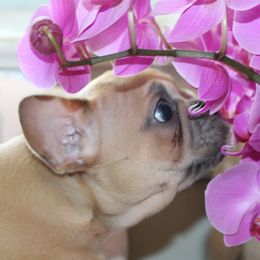 French Bulldog Puppies from 5th Avenue French Bulldogs
