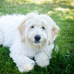 Bernedoodle and Double Doodle Puppies from Cloud Nine Doodles