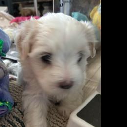 Bud - White male Coton de Tulear puppy in Freeport, Texas from H❤️PE COTONS