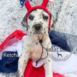 Ketchup - Harlequin female Great Dane puppy in Sac City, Iowa from Northern Great Danes of Colorado & Iowa