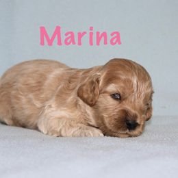 Girl 2 - female Australian Labradoodle puppy in Austin, Texas from AussieTex Labradoodles
