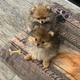 Pomeranian Puppies from PomTree tribe