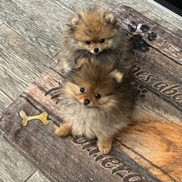 Pomeranian Puppies from PomTree tribe