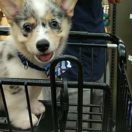 American Corgi and Pembroke Welsh Corgi Puppies from Lonesome Boone Corgis