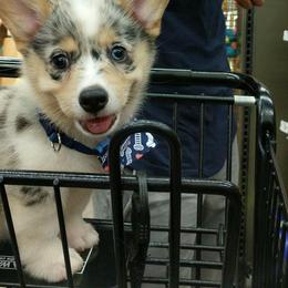 American Corgi and Pembroke Welsh Corgi Puppies from Lonesome Boone Corgis