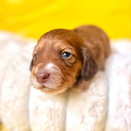 Jefferson - Chocolate and tan male Dachshund puppy in Austin, Texas from Duchess Daphne's Doxie Empire