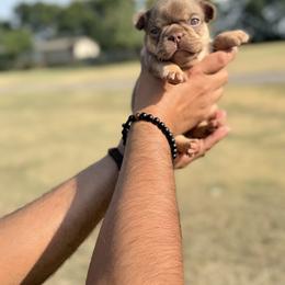 French Bulldog Puppies from Horror Line Frenchies