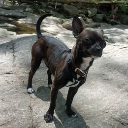 PaPa Ras - Chihuahua