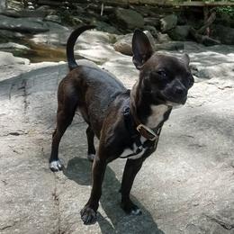 PaPa Ras - Chihuahua