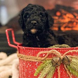 Boy 1 - Black Poodle puppy in Lake City, Florida from 224 Doodles and Poodles