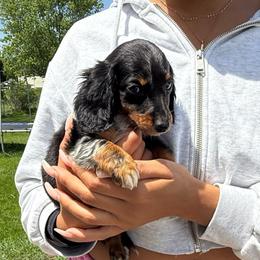 Boy 1 - male Dachshund puppy in Mansfield, Ohio from Ohio House of Frenchies