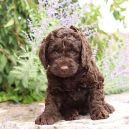 Green - Chocolate male Australian Labradoodle puppy in Williamstown, New York from Lewis Manor Labradoodles