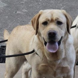 Sutton - Labrador Retriever